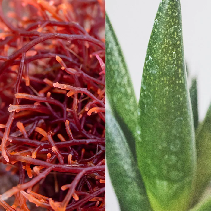 puring-alga-rossa-aloe-vera
