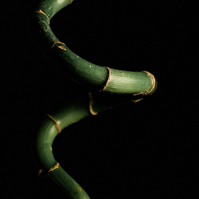 puring-bambù