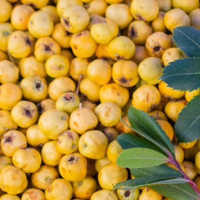 puring-marula